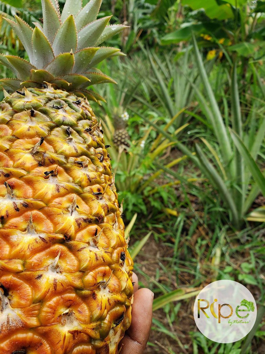 Fruits, Nuts and Legumes – Ripe by Nature Farms