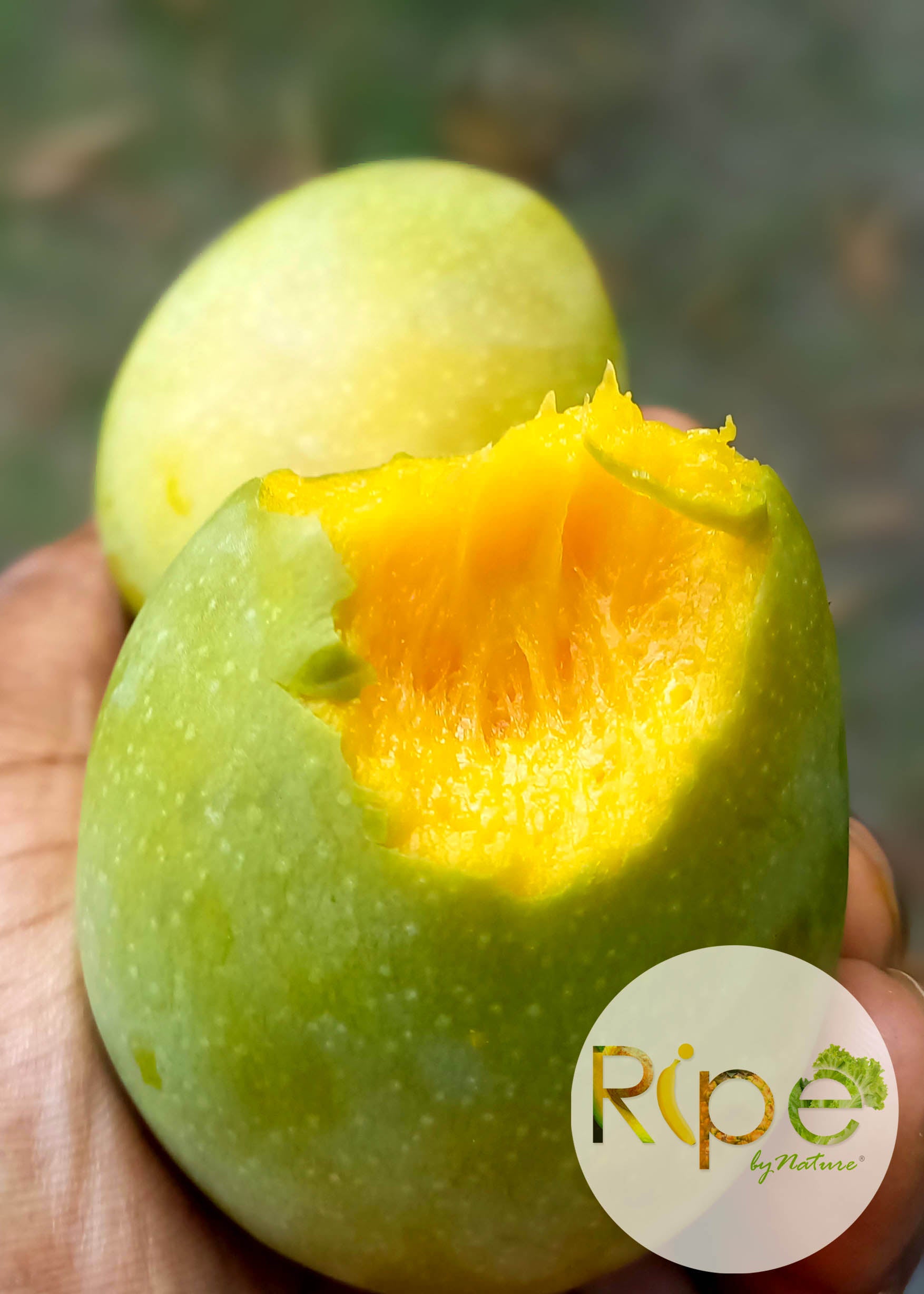 Black Mango (Blackie) Ripe by Nature Farms