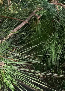 Pine leaves (Pine needle)