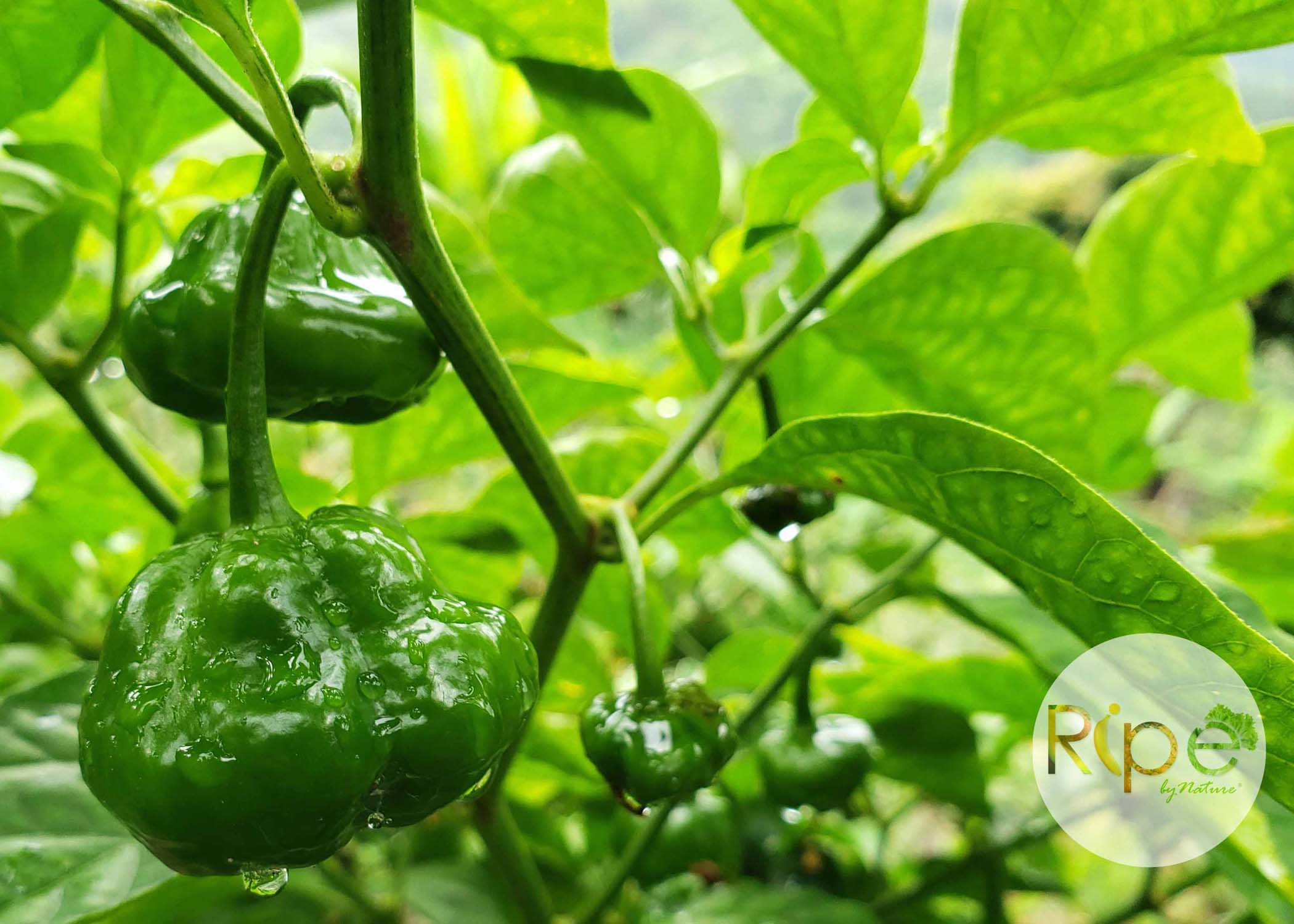 Scotch Bonnet Pepper