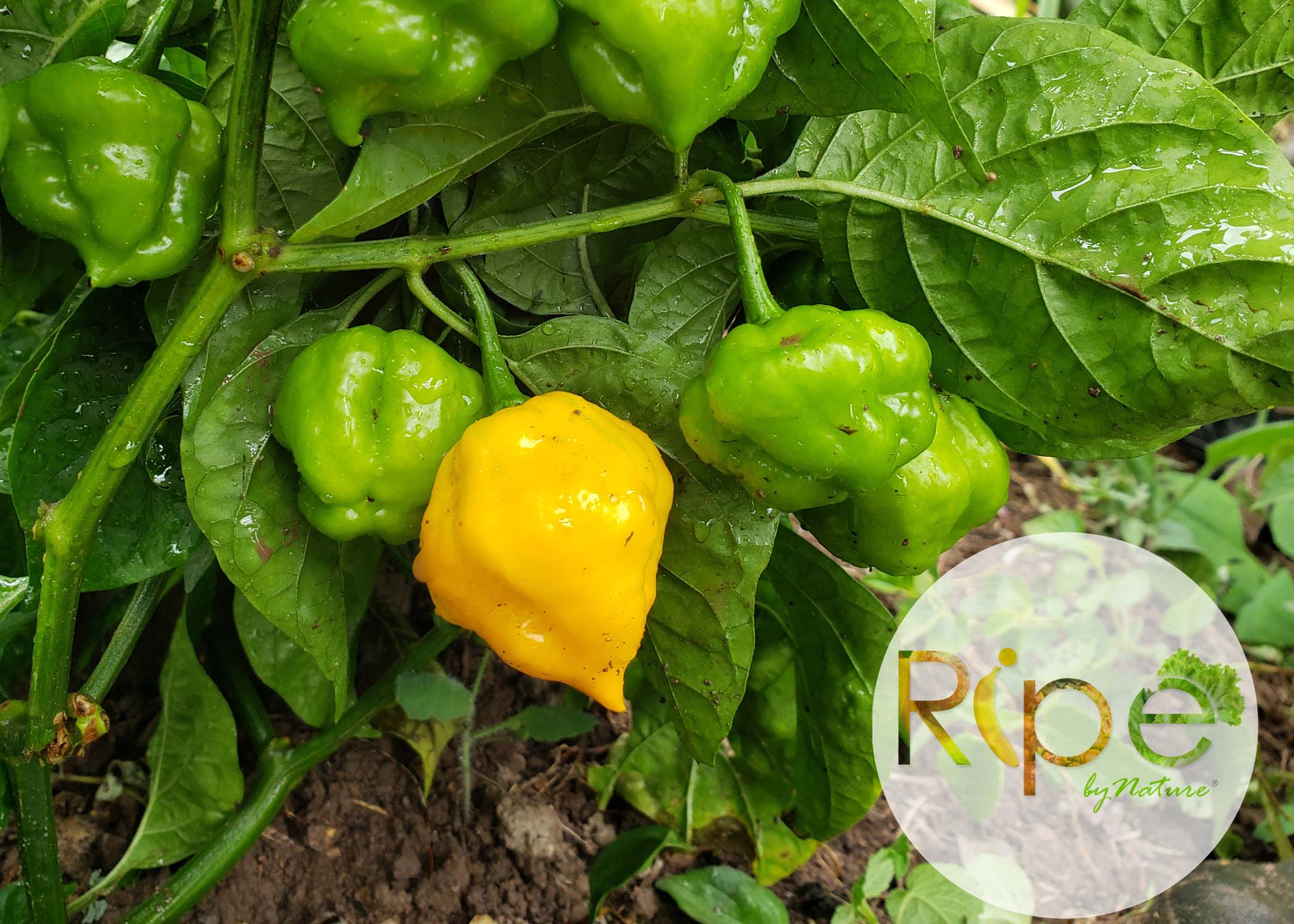 Scotch Bonnet Pepper