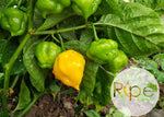 Load image into Gallery viewer, Scotch Bonnet Pepper
