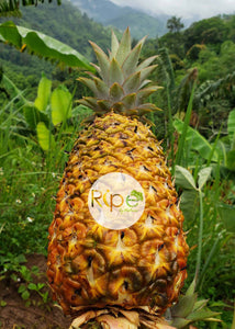 Pineapple - sugar loaf