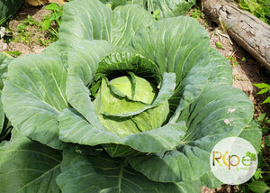 Cabbage (Green)
