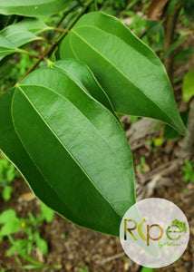 Cinnamon leaves