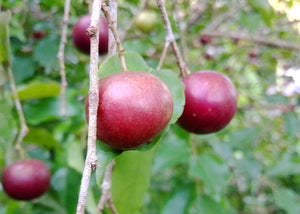 Governor's Plum