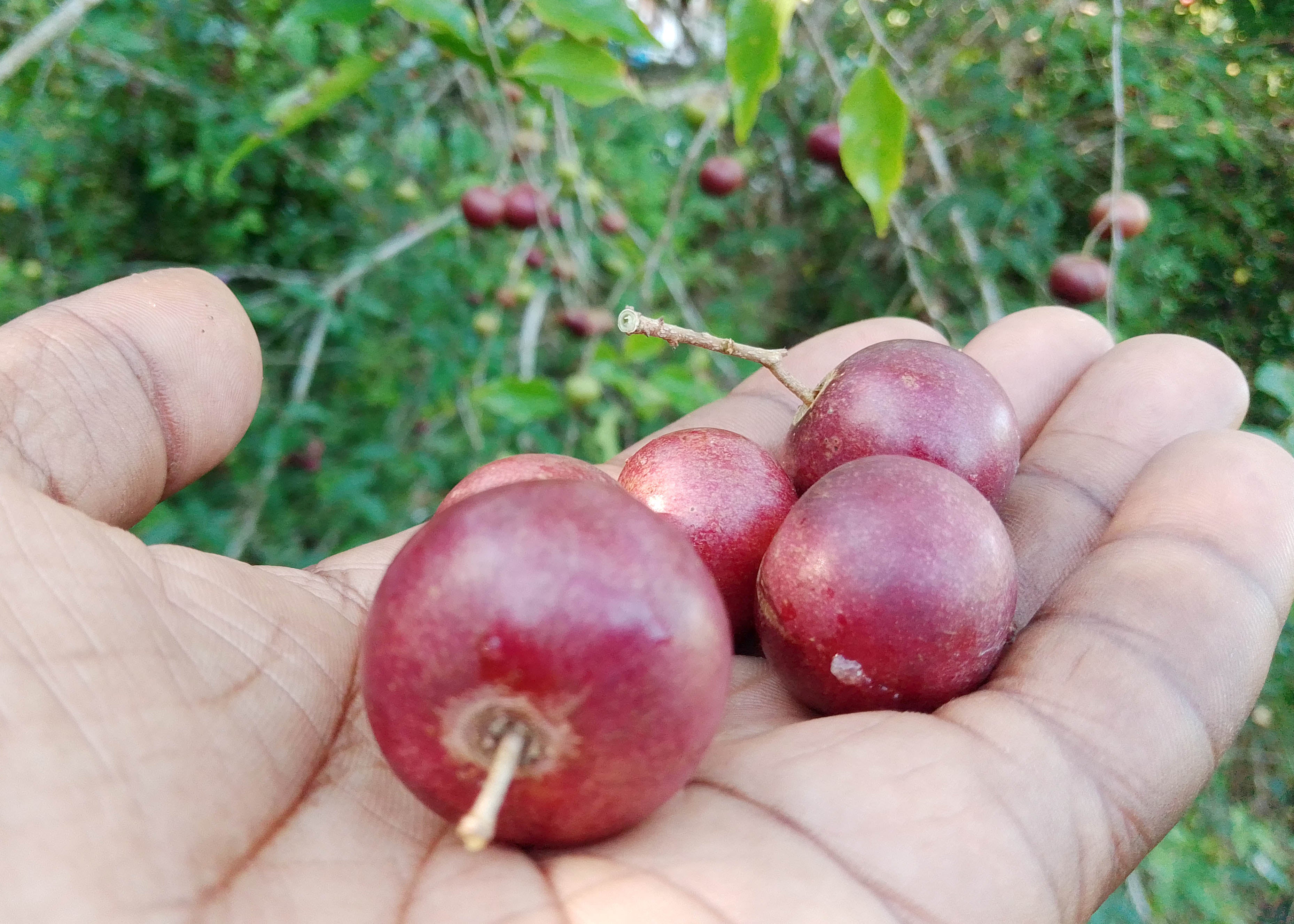 Governor's Plum