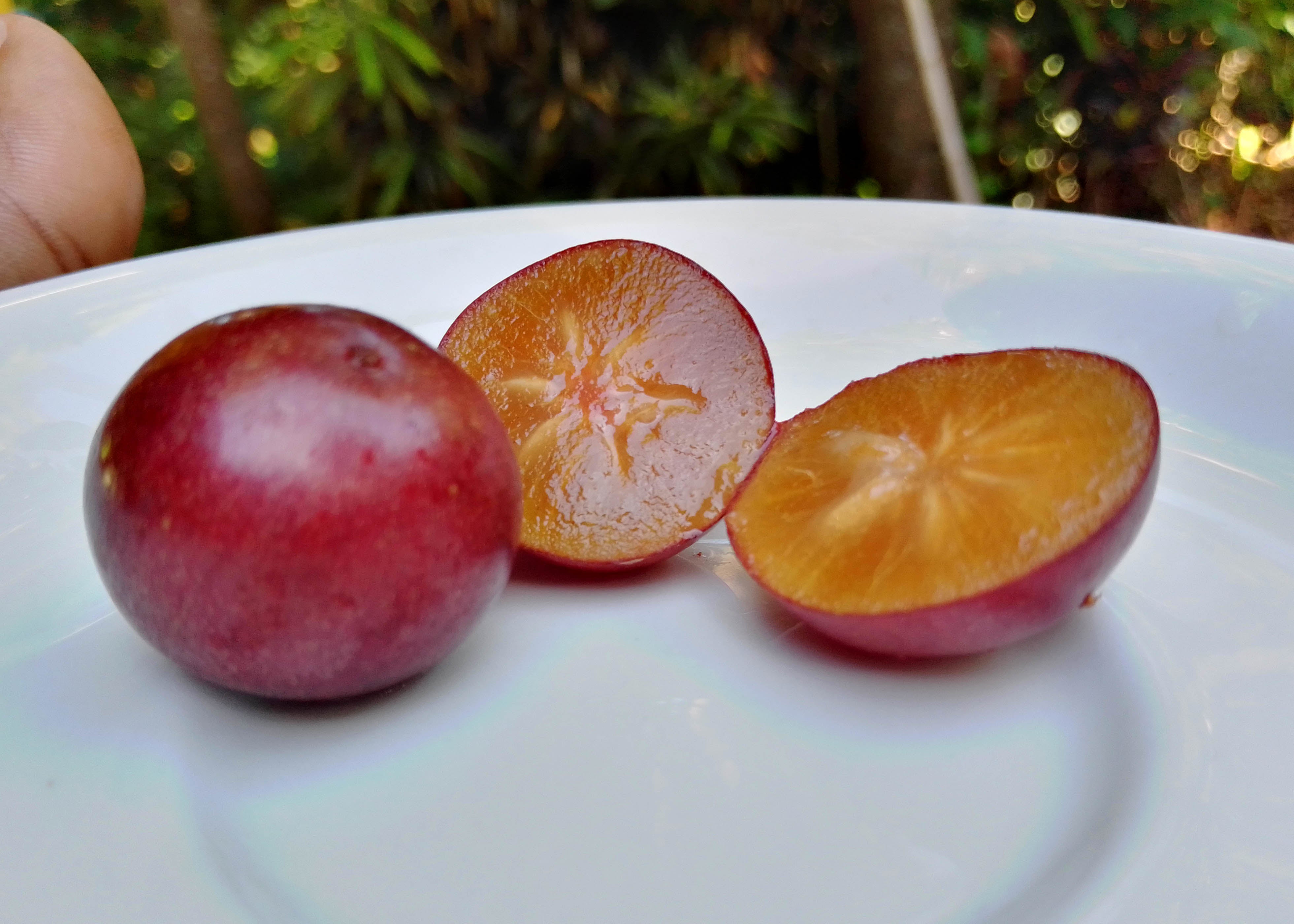 Governor's Plum