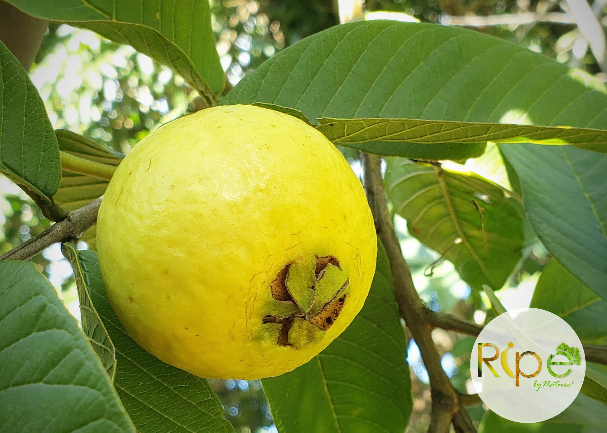 Partially Ripe Guava Ripe Guava Fruit
