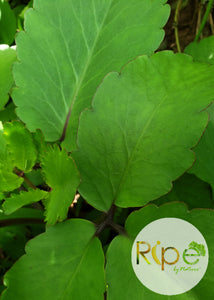 Leaf of Life