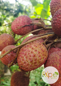 Lychee