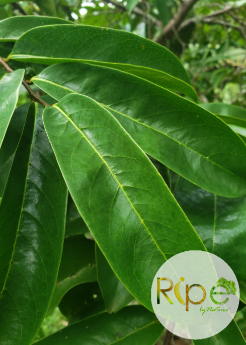 Soursop leaves