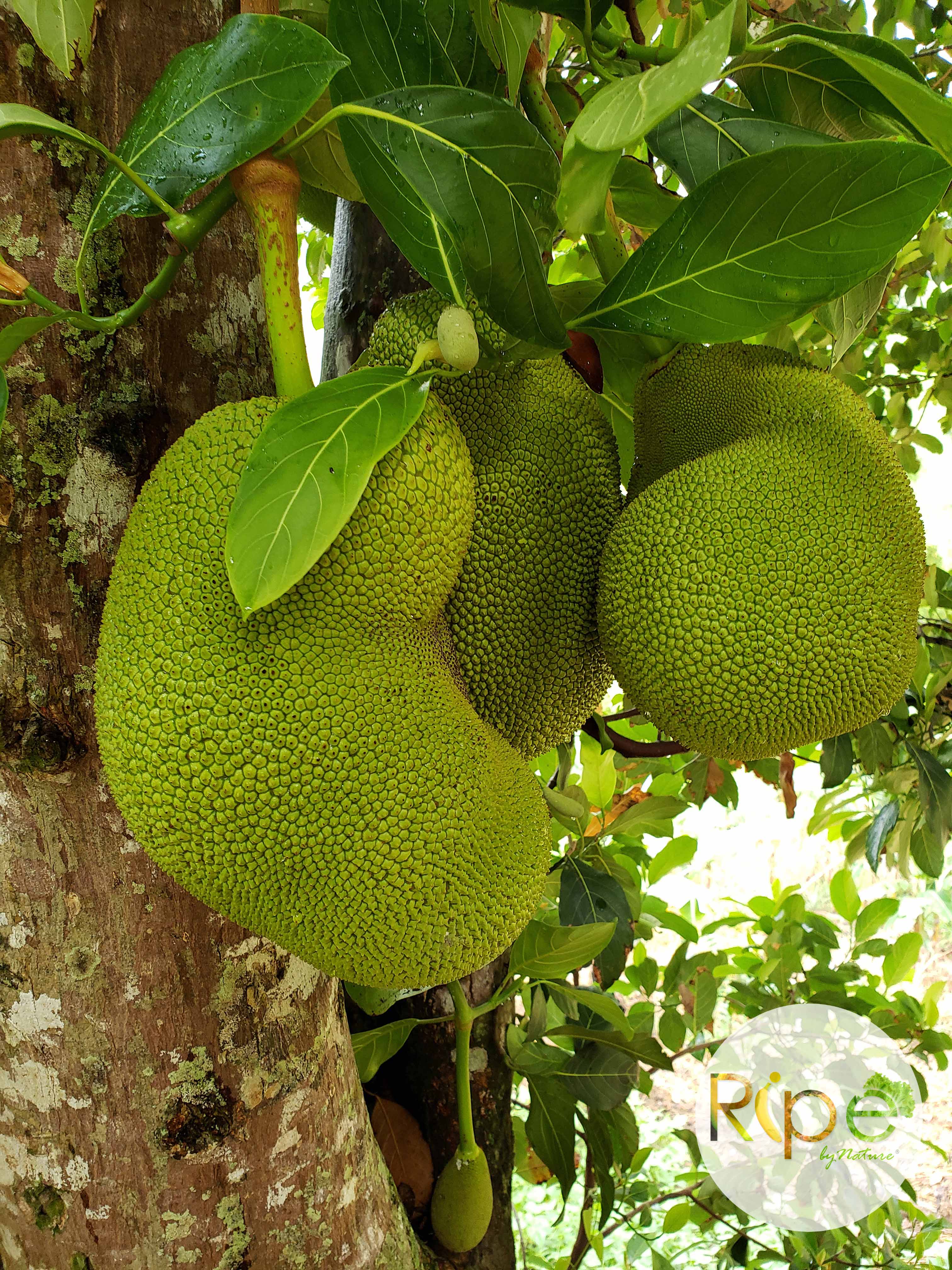 Jackfruit – Ripe by Nature Farms